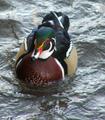 Wood Duck