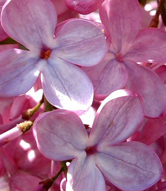 finally, lilacs2.jpg