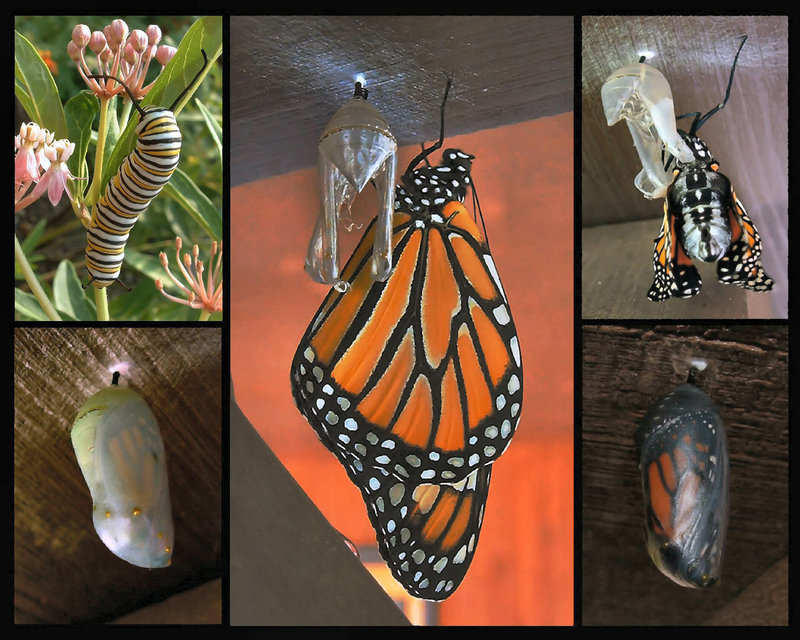 Morphing Monarch