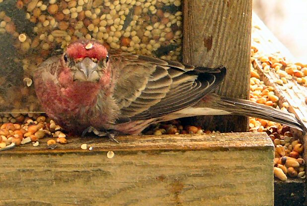 Purple Finch