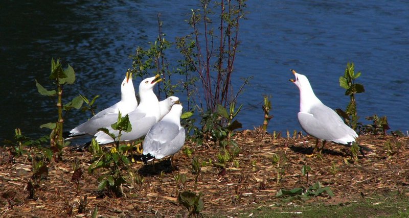riverside chorus