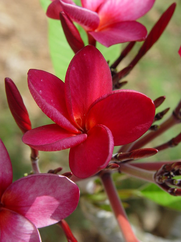 Frangipani