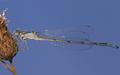 [Insects] Damselfly