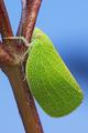 [Insects] Acanoloniid Planthopper