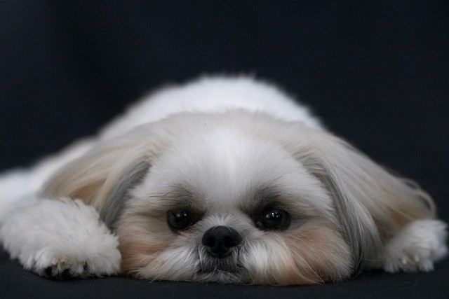 [At Rest] Cosmo I