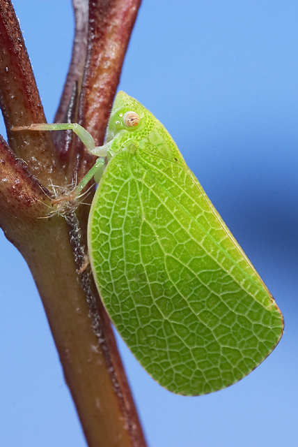 [Insects] Acanoloniid Planthopper