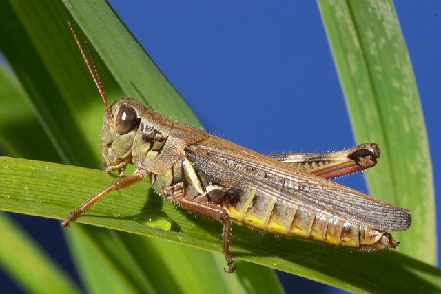 [Insects] Battle Damage