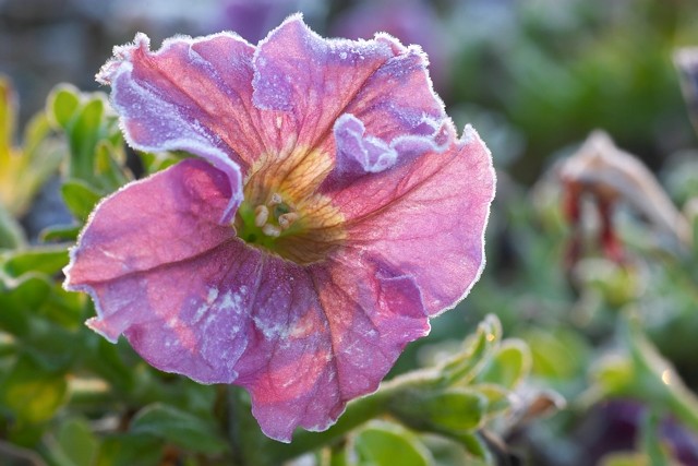 Frosted Petunia I