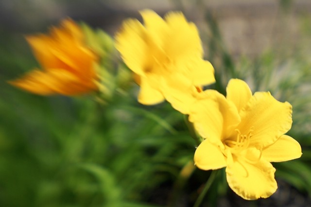Lensbaby Sample III