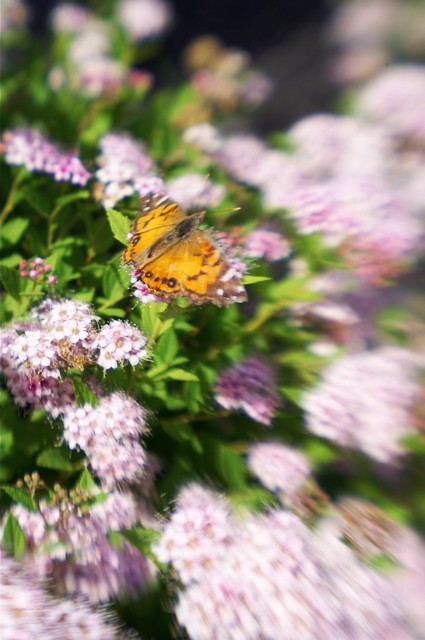 Lensbaby Sample II