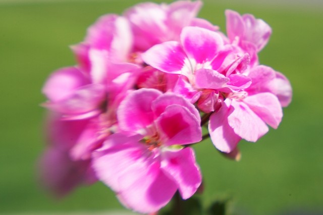 Lensbaby Sample I