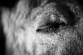 Blindness