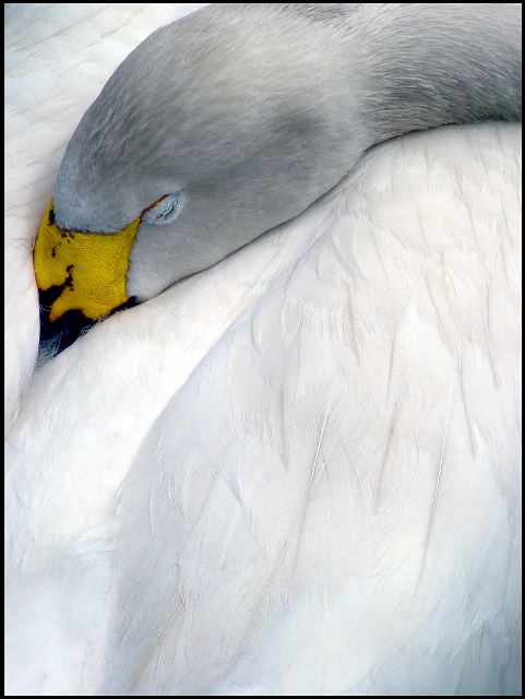 Sleeping Bewick