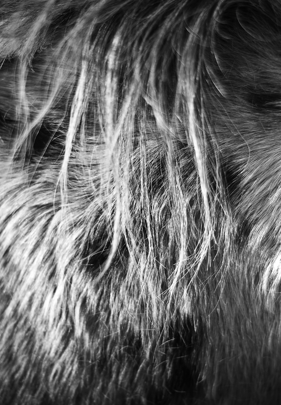 mane