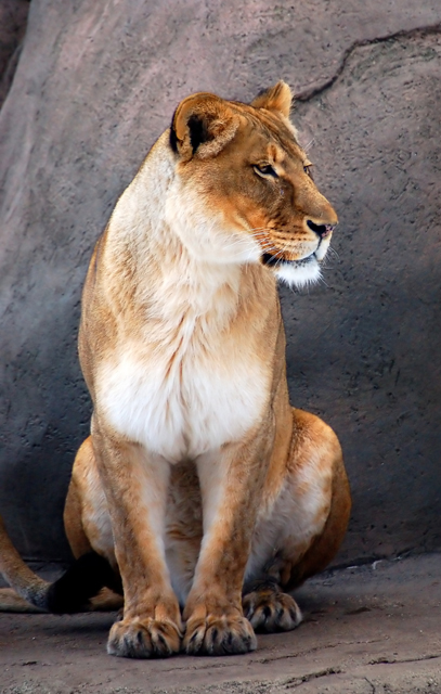 lion sitting