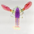 Digitally-enhanced colorized x-ray of a lobster