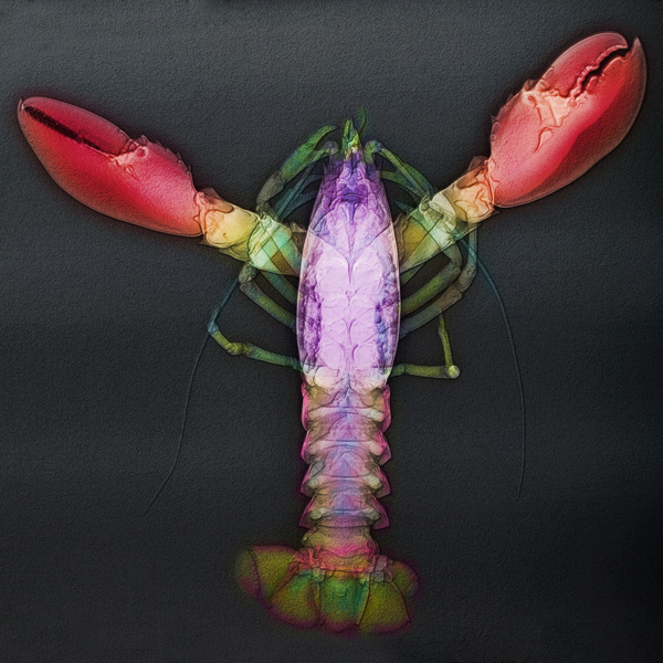 An x-ray of a lobster