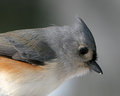 Titmouse