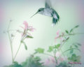 Hummingbird -shades of pastel