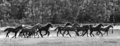 Weanling Romp