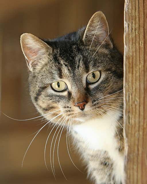 Mitzie, a Barn Cat