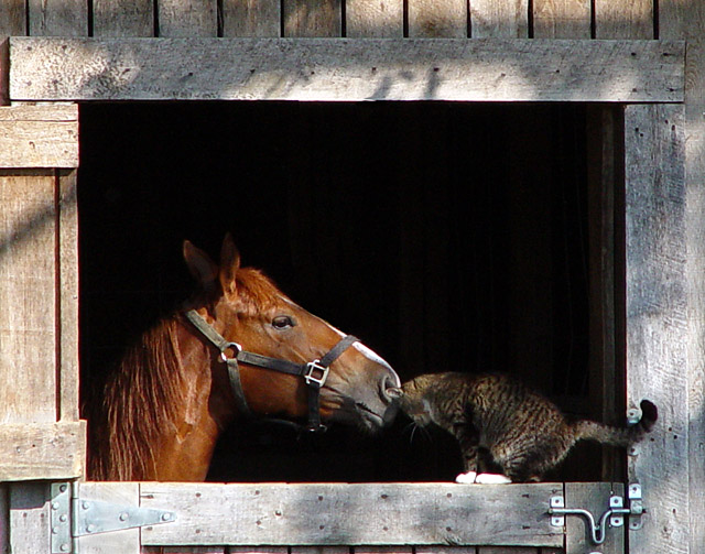 Unusual Friends II