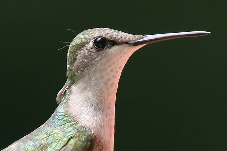 Hummingbird Profile