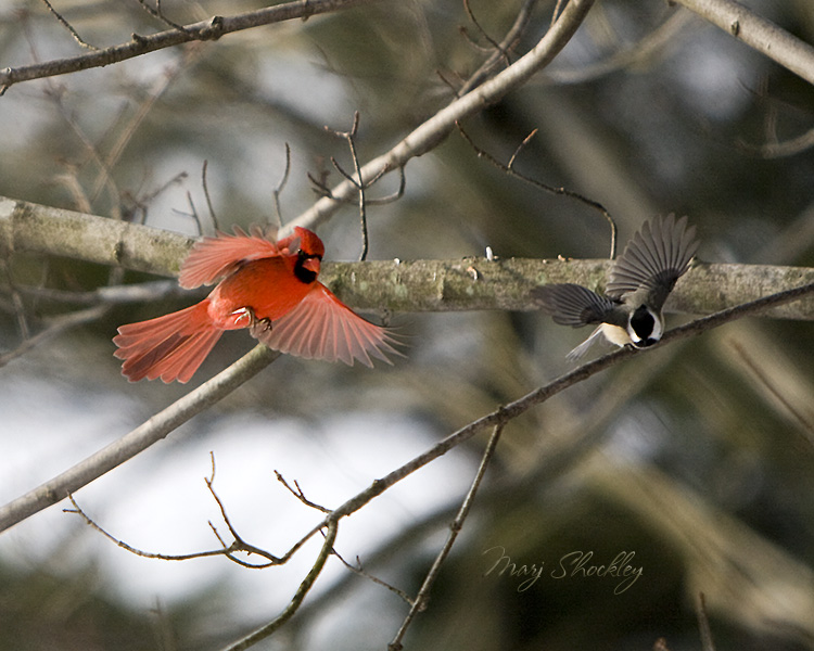 IMG_9783web.jpg