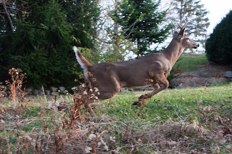 IMG_0209 web2