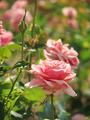 Pink Rose