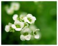 Little White Flowers