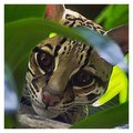 Ocelot