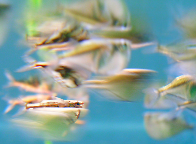 Fish