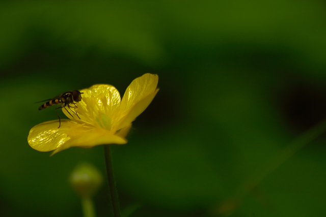 yellow bee
