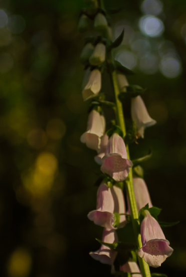 fox glove