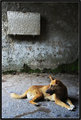 Pompeii Dog
