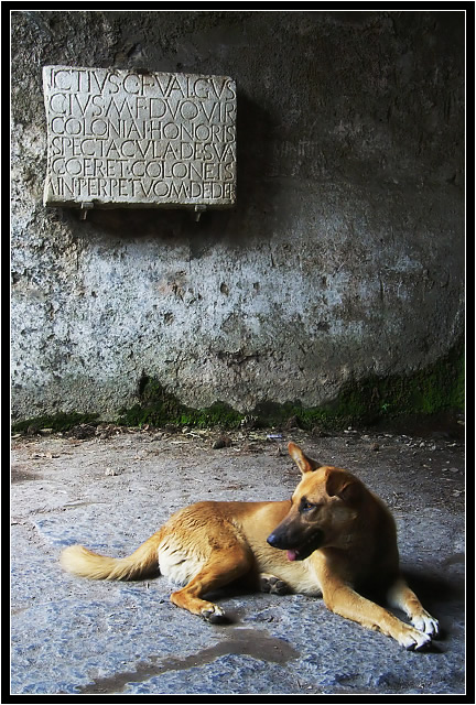 Pompeii Dog