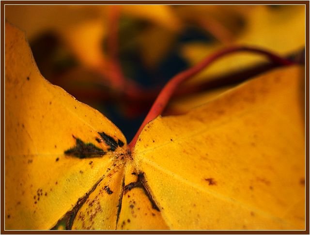 Autumn