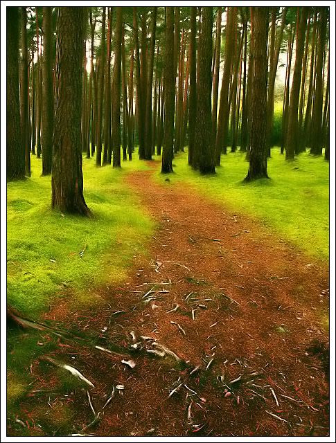 Forest