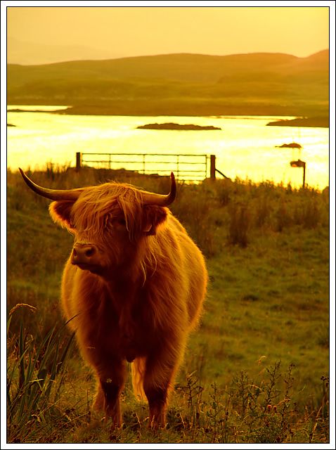 Highland Cow