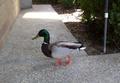 MDuck1.jpg