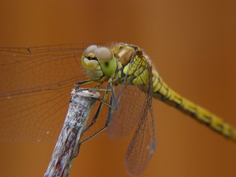 dragonfly.jpg