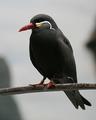 Inca Tern