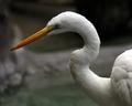 Crane Closeup