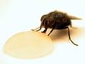 Honey Suckle