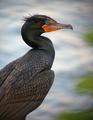 Cormorant