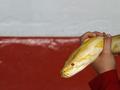Red Wall, Yellow Snake