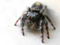 Creepy Crawly