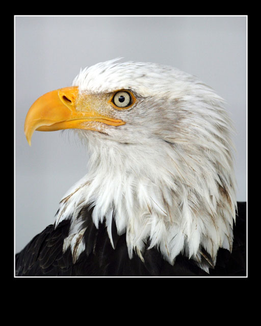 Eagle