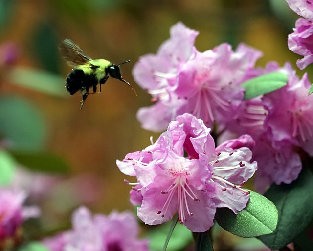 Ready for Some Nectar Suckin'...